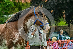 Heavy Horse show at Capel Manor June 2017