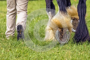 Heavy horse showing its shoes, Hanbury Countryside Show, England.