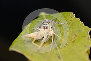 Heavy jumping spider female (Hyllus semicupreus) feeding on tree katydid