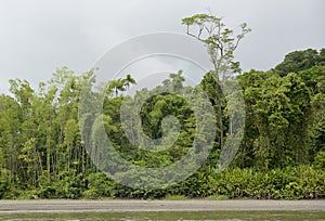 Heavy jungle foliage along the Rio Napo, Orellana photo