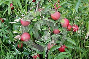 Heavy laden branches of apple tree with ripe fruit ready for picking