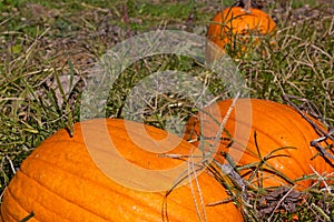 Heavy large size pumpkins on a field.