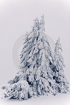 Heavy layer of snow and ice on coniferous tree, foggy winter landscape