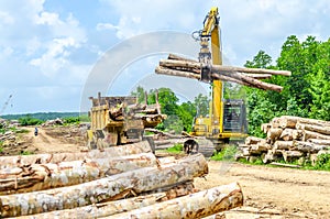 Heavy machinery loading timber to the truck  in the log yard.