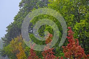 Heavy pouring rain over green trees rainstorm downpour autumn weather