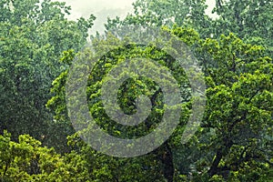 Heavy pouring rain over green tropical forest trees. Rainstorm downpour autumn weather