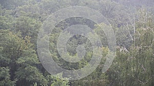 Heavy pouring rain over green tropical forest trees. Rainstorm downpour autumn weather