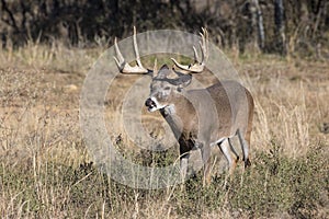 Heavy Rack of Whitetail Deer