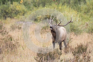 Heavy Racked Bull Elk in Rut
