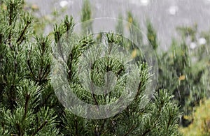 Heavy rain on the background of pine branches in the garden