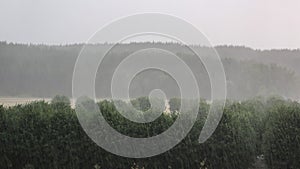 Heavy rain. Cloudburst over forest and park landscape photo