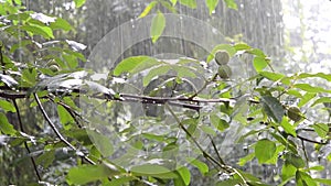 Heavy Rain day green leaves tree summer