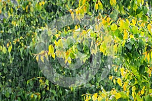 Heavy rain falling on green foliage, on a stormy spring day; San Francisco Bay Area; California