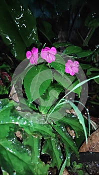 heavy rain in garden at night