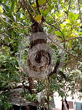 After the heavy rain,the harsh nest broke