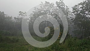 Heavy rain in nature. Climate change. Storm in Ukraine rural area.