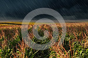 Heavy rain over corn field on day