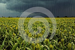 Heavy rain over green corn plants in field on day