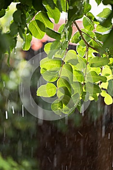 Heavy rain over green tree backlighted