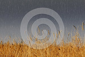 Heavy rain over wheat field on day