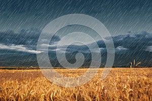 Heavy rain over wheat field on day