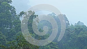 Heavy Rain in Rainforest with Misty Foggy Trees, Raining in Rainy Season in a Tropical Blue Mysterio