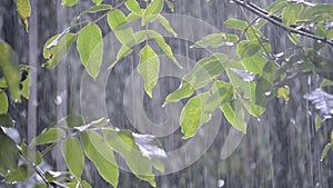 Heavy rain shower downpour cloudburst rainfall comes in the daytime.