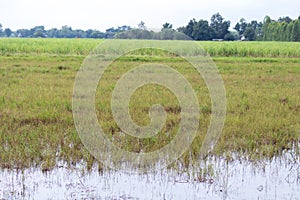 Heavy rain The strong currents erode shovel. The sand that comes with the water to pile the damaged rice fields