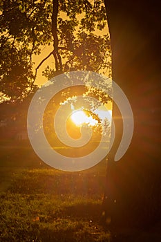 Heavy rain and sunbeam next to tree. Stunning views of the city rainy season. Sunset with rainy weather