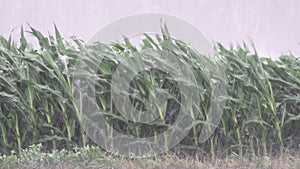 Heavy rain and wind blowing a field of corn