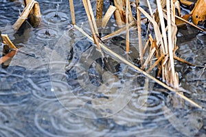 Heavy raindrops splashing into shallow clear water between reeds