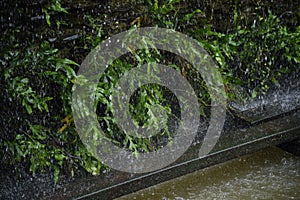 Heavy raining on green leaf