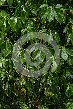 Heavy raining on green leaf