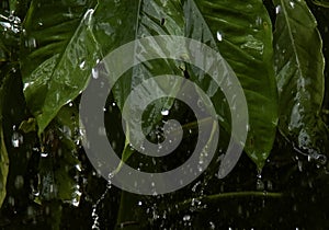 Heavy raining on green leaf