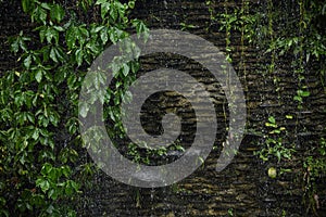 Heavy raining on green leaf