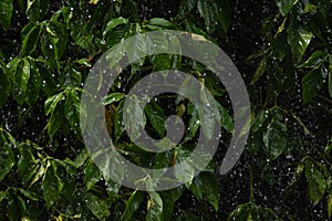 Heavy raining on green leaf