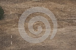 Heavy raining. Raindrops at outdoors. Spring rain