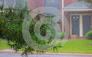 Heavy raining in tree during the rain. A strong gusty wind in the city.