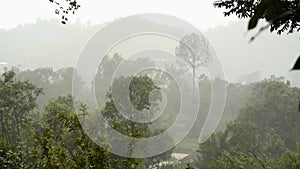 Heavy raining in the tropical green forest