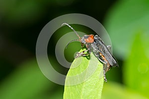 Heavy road to the top