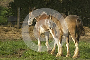 Heavy Set Work Horses photo