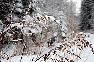 Heavy snow on bush