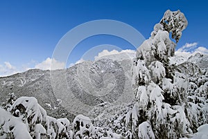 Heavy snow clumped on trees, Southern Alps, New Zealand