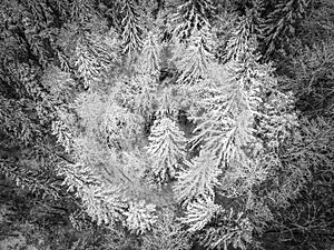 Heavy snow covered forest in Estonia