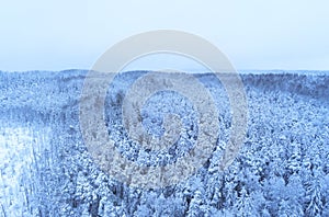 Heavy snow covered forest in Estonia