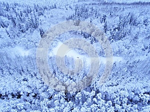 Heavy snow covered forest in with two people Estonia