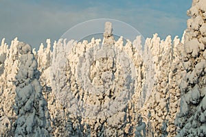 Heavy snow covered spruce trees in a cold winter wonderland on Konttainen fell, near Kuusamo, Northern Finland