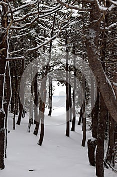 Heavy snow covered Winter forest