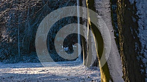 Heavy snow fall on a sunlit woodland scene