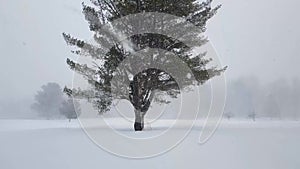 Heavy Snow Fall Surrounding Large Tree